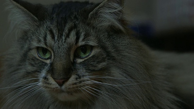 一只缅因猫，正在家里放松视频下载