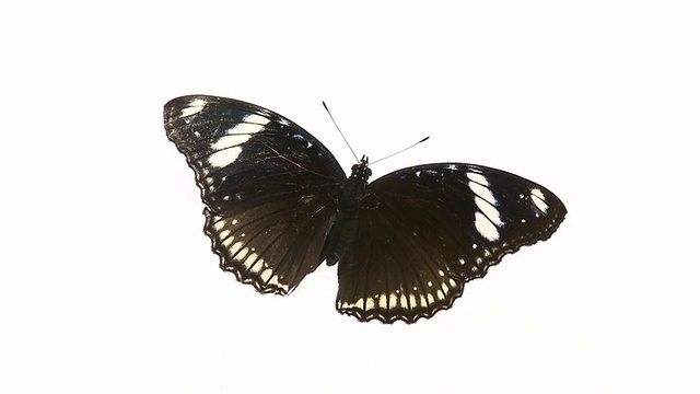 黑色的蝴蝶。视频下载