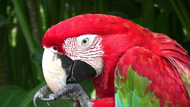 猩红色金刚鹦鹉梳理。近距离肖像在热带设置。视频素材