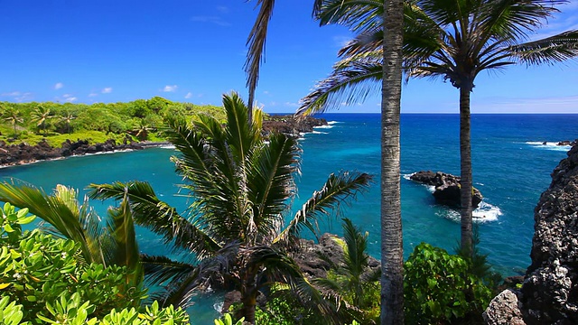 夏威夷毛伊岛，有棕榈树和蓝色海洋的田园海湾视频下载