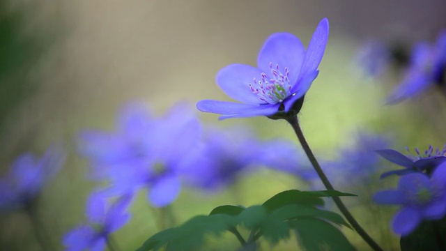 林中野群紫花，柔焦点视频下载