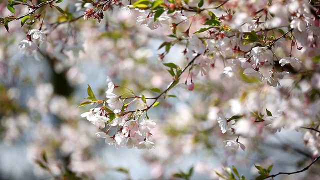 樱花盛开，春意盎然，枝头随风摆动视频下载