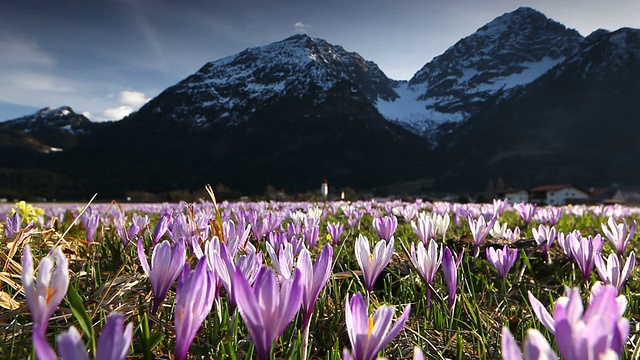 春季藏红花草地在阿尔卑斯山，泰洛-奥地利视频下载