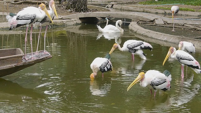 鸟类在沼泽视频下载