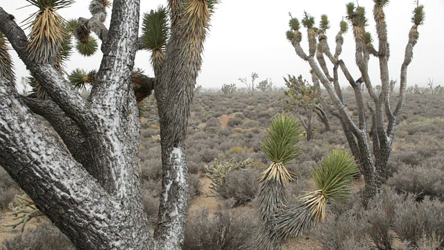 高清视频莫哈韦沙漠暴风雪在国家保护加利福尼亚视频素材