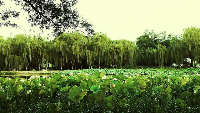 中国皇家园林的荷叶湖视频下载
