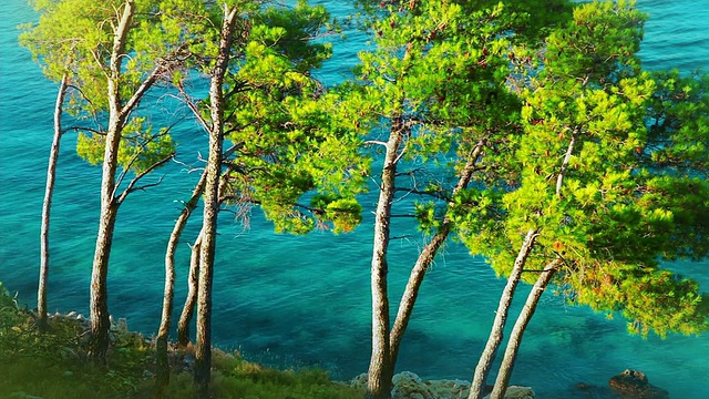 松樹覆蓋著藍色的大海視頻購買