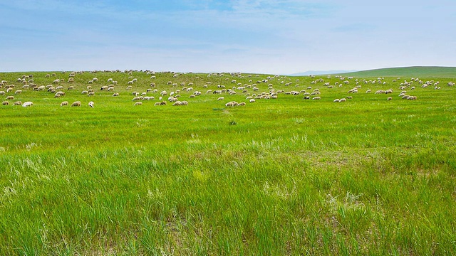 草原上的羊群视频下载