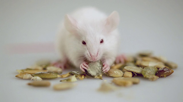 白化病老鼠吃视频素材