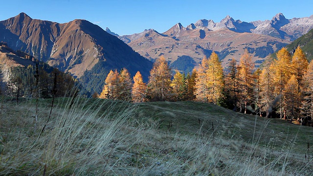金色的落叶松在阿尔卑斯萨克斯视频下载