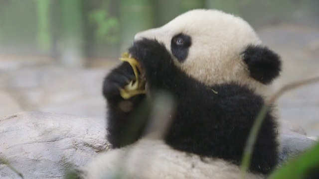 熊猫宝宝视频下载