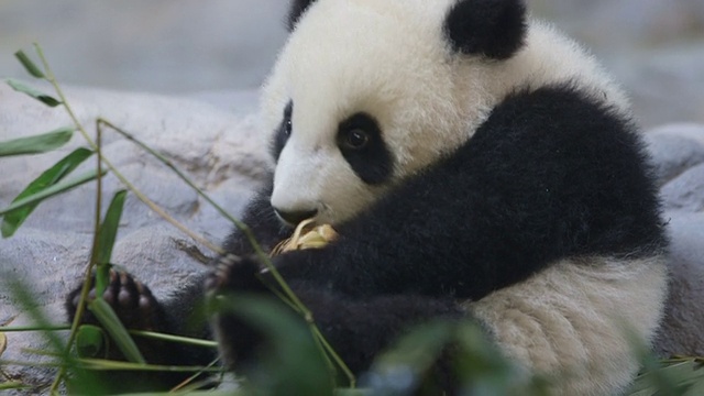 可爱的熊猫宝宝视频下载