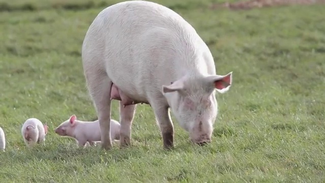 母亲母猪与小猪猪视频下载