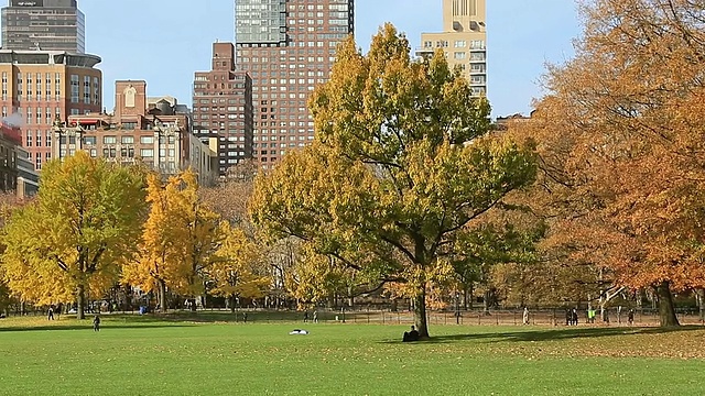 拍摄于美国纽约绵羊牧场的秋色树木和中央公园西部住宅视频素材
