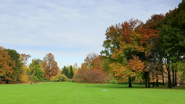 美国纽约Sheep Meadow的秋季彩色树木和中央公园西部住宅视频素材