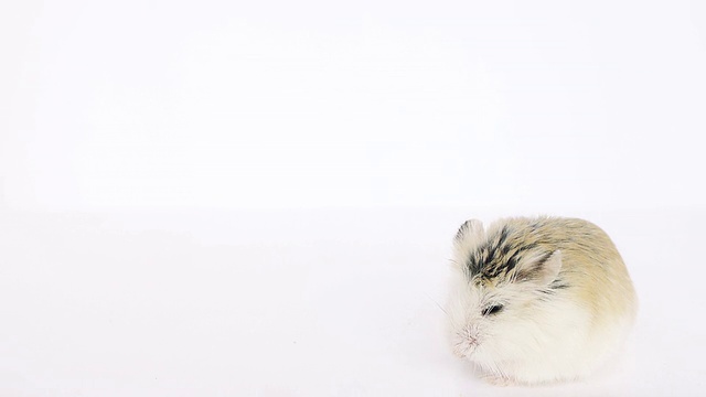 白色背景上的仓鼠。视频下载
