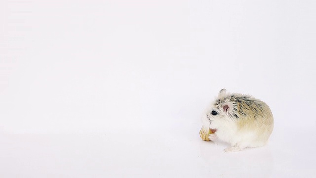 仓鼠在白色背景上吃东西。视频素材