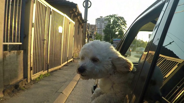 小狗把頭伸出行駛中的汽車視頻素材