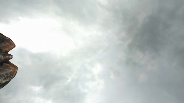 高清超慢莫:哈里斯鹰飞越天空视频素材