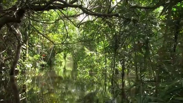 亚马逊河视频下载