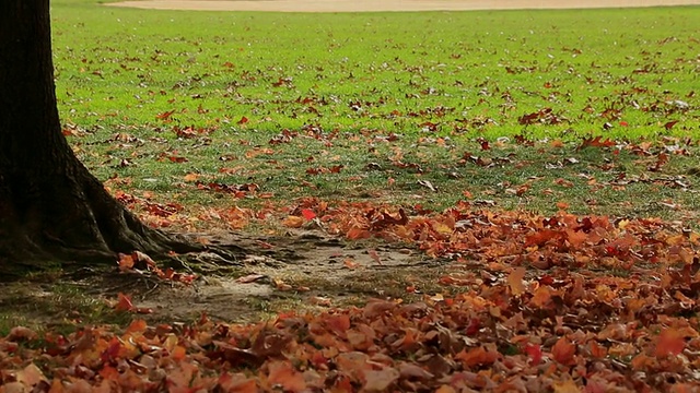 这是一组秋色的照片，落叶和树木随风飘动，曼哈顿的天际线/美国纽约视频素材