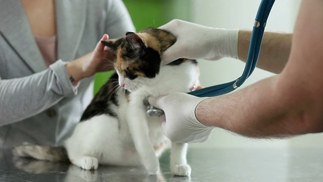 由兽医治疗的猫视频素材