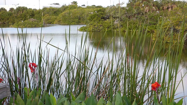 湿地景观中的花和鸟的平静视频视频素材