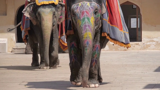 印度斋浦尔堡的装饰大象视频下载