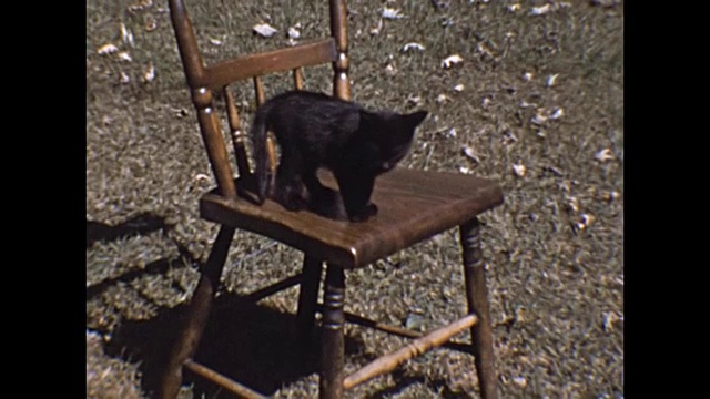 1953一只小猫在椅子上玩耍视频下载