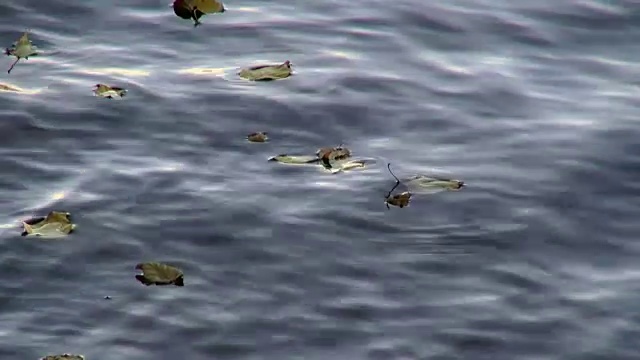 金黄的落叶漂浮在平静的水面上。视频素材