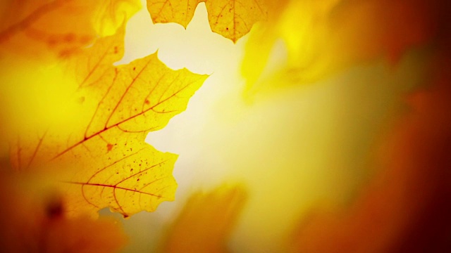 秋天時樹枝和樹葉的特寫。視頻素材