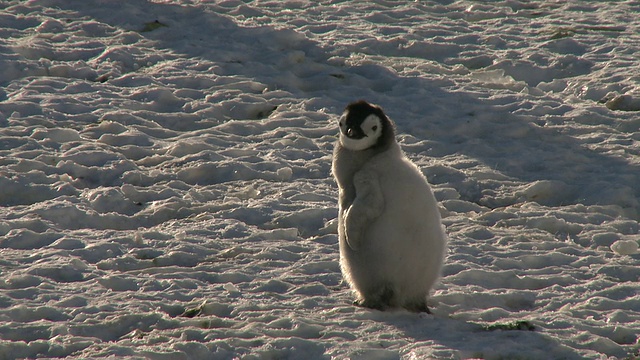 南极华盛顿角的帝企鹅(Aptenodytes forsteri)和小鸡在四处张望视频素材