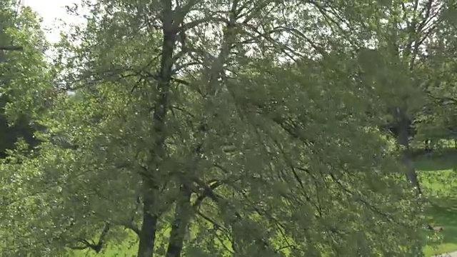 空中女人沿着公园的一个湖慢跑视频素材