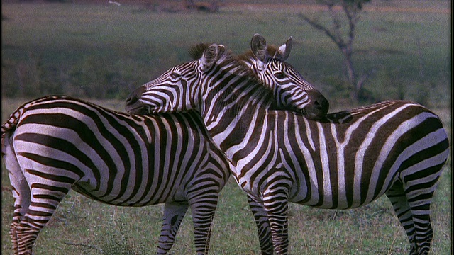 兩只斑馬并列站在非洲的草原上視頻素材