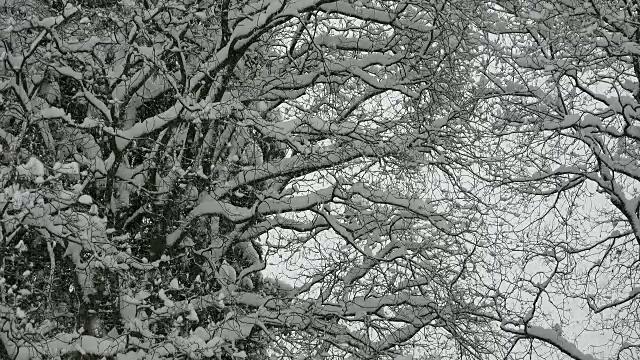 雪花飘落在白雪覆盖的枫树树枝上视频下载