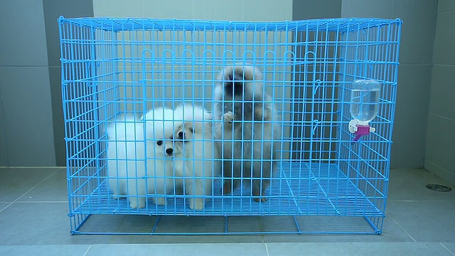 小狗狗在笼子里大声叫唤视频下载