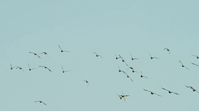 一群木鸭飞过蓝天。视频下载