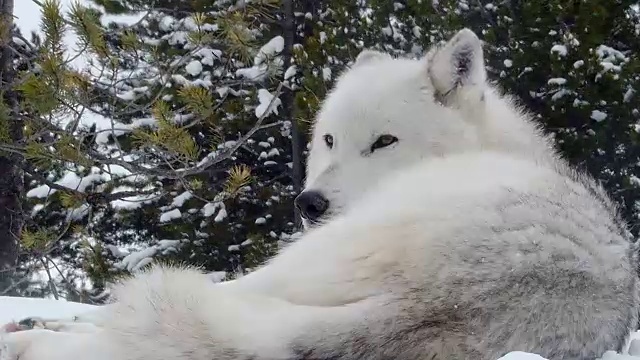 狼，躺在雪地上，蒙大拿州，在冬天视频素材