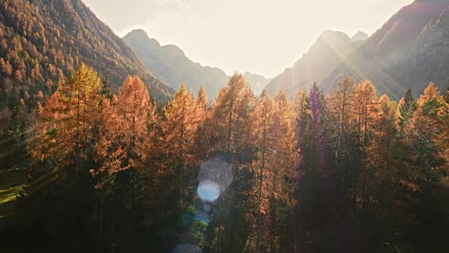 空中陽光照耀的樹梢在秋天視頻素材