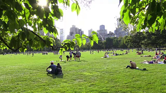 绵羊草地，夏季，中央公园，纽约市视频下载