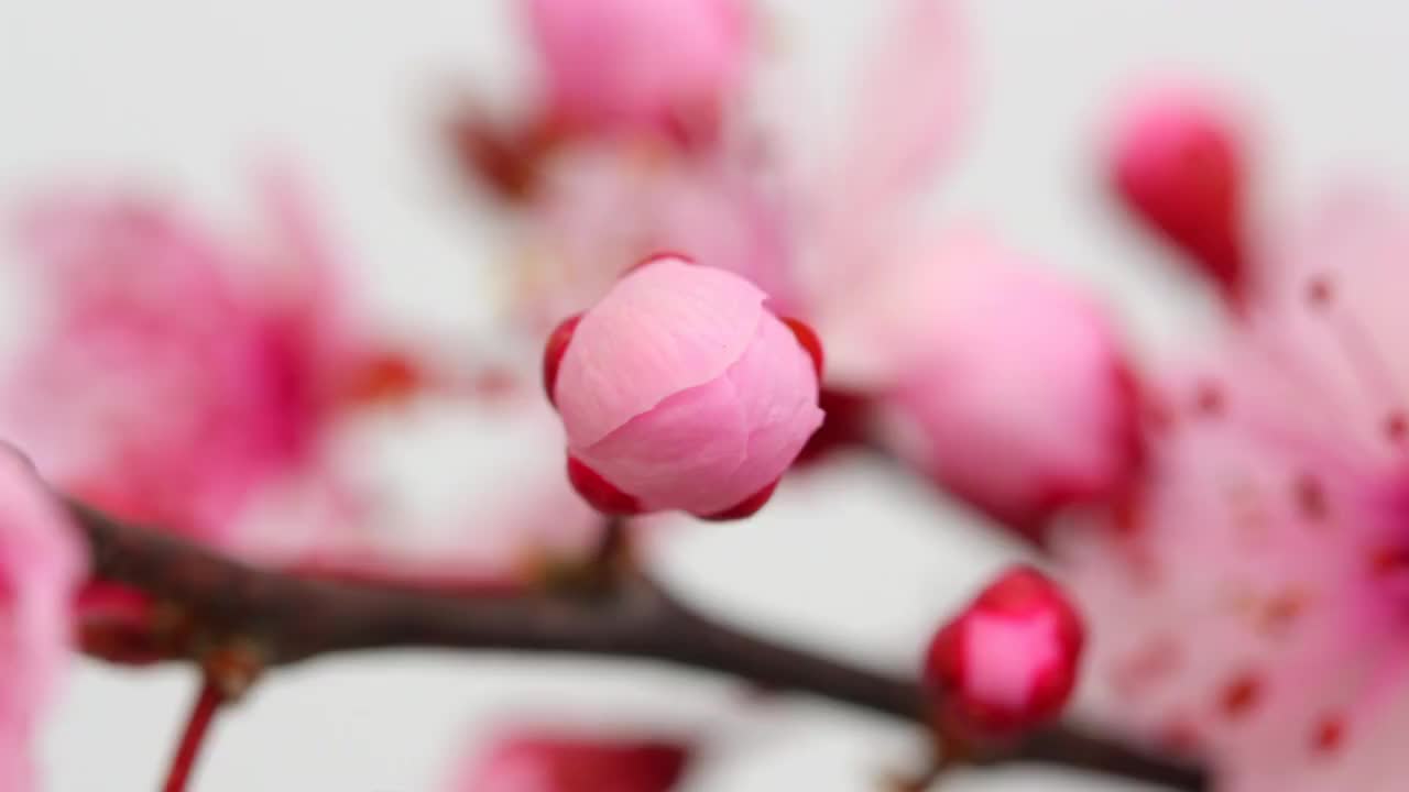 粉紅色的櫻花盛開4K視頻素材