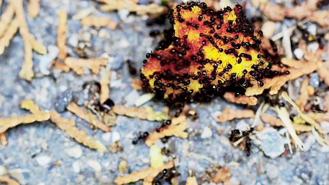 蚂蚁吃食物的时间视频下载