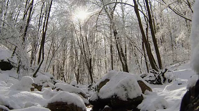 阳光穿透覆盖着积雪的树木——雪花从树枝上落下视频下载