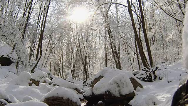 阳光穿透覆盖着积雪的树木——雪花从树枝上落下视频下载