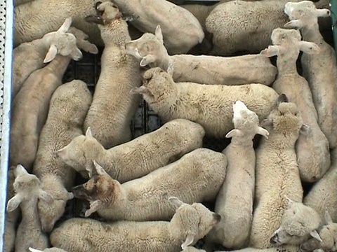 綿羊貨物視頻素材