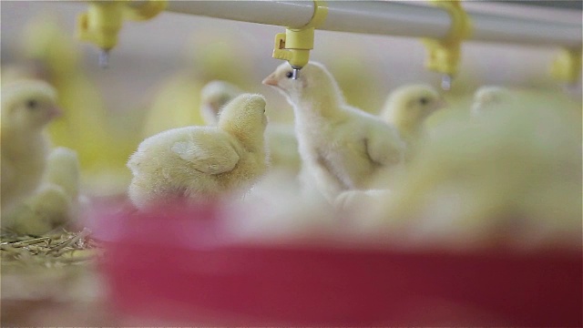 小鸡在农场喝水视频素材
