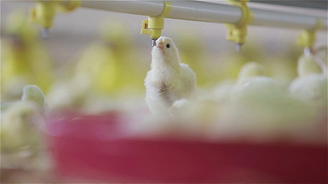 小鸡在农场喝水视频素材