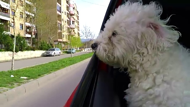一只狗把頭伸出行駛中的汽車視頻素材