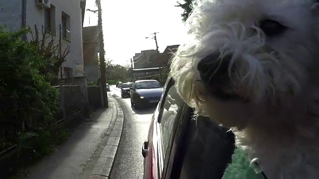 一只狗把頭伸出行駛中的汽車視頻素材