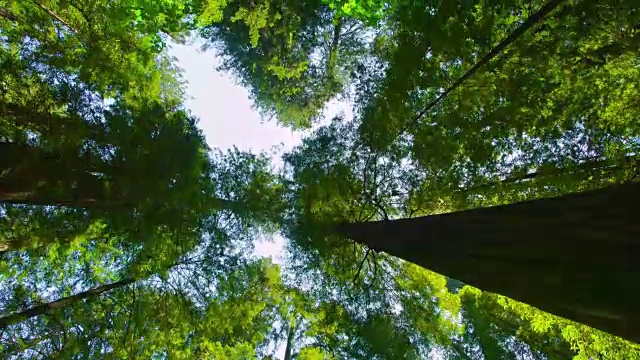 春天的红木森林视频素材
